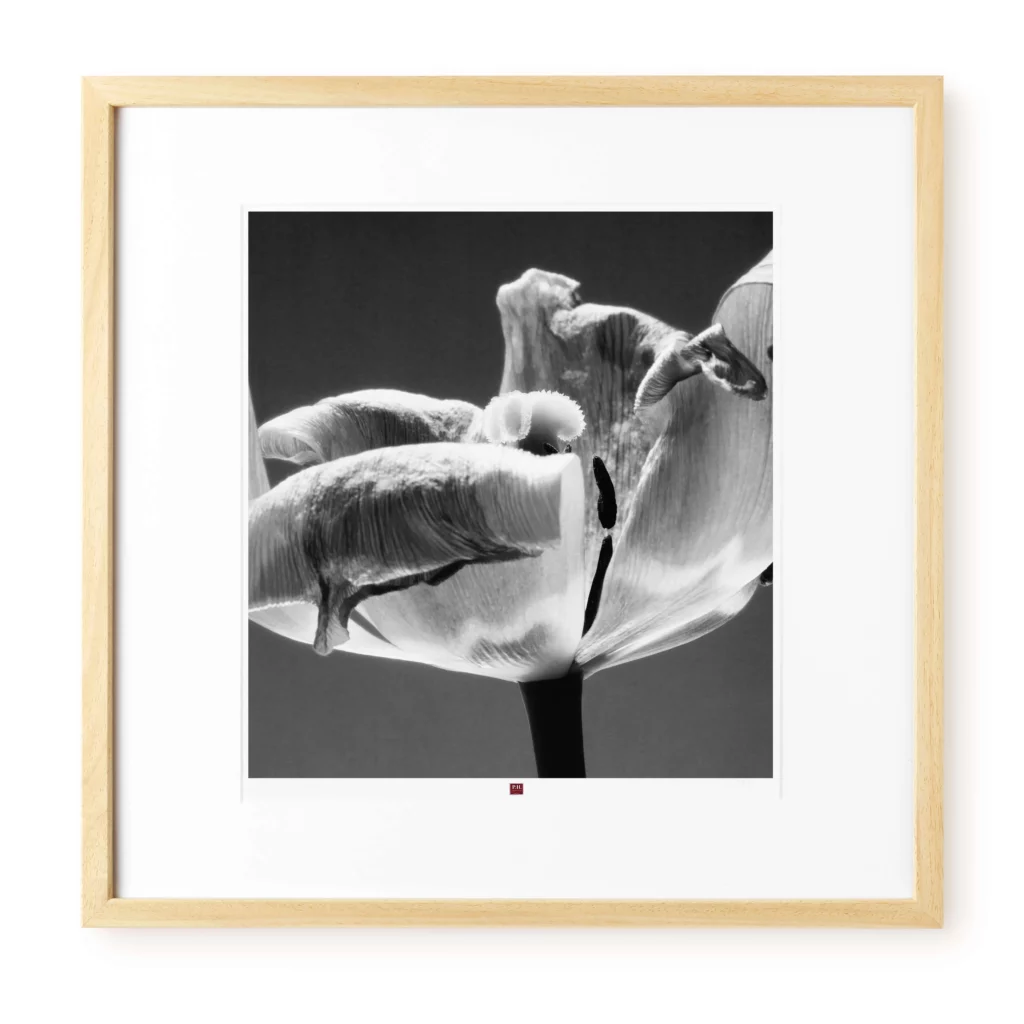 art-photography-Flower-of-Cordiality
