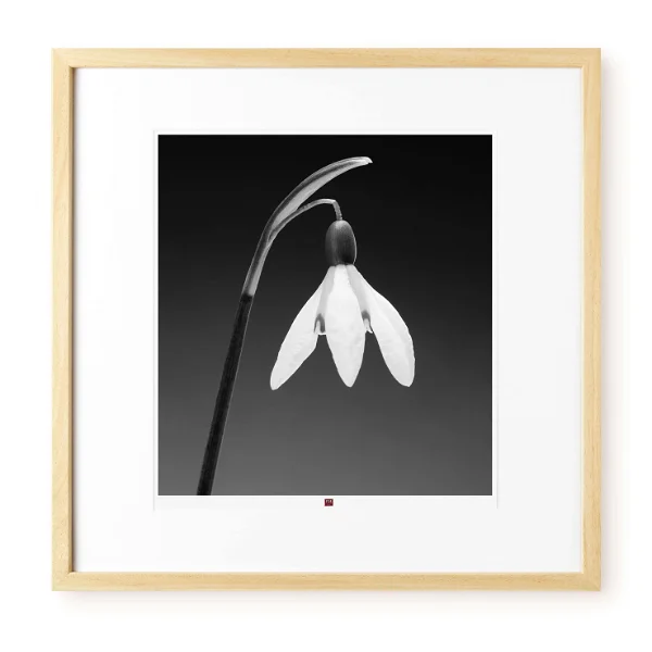 art-photography-flower-of-gratitude