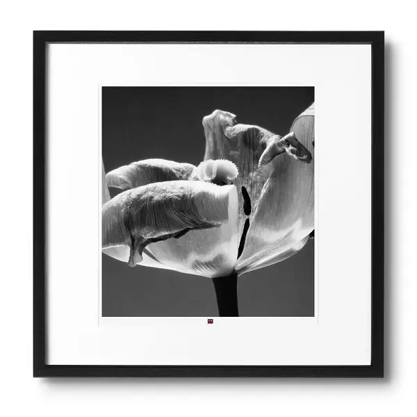 arte-fotografia-flower-of-cordiality-1