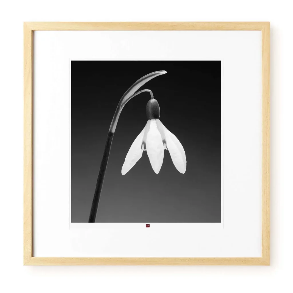 kl08496-art-photography-flower-of-gratitude